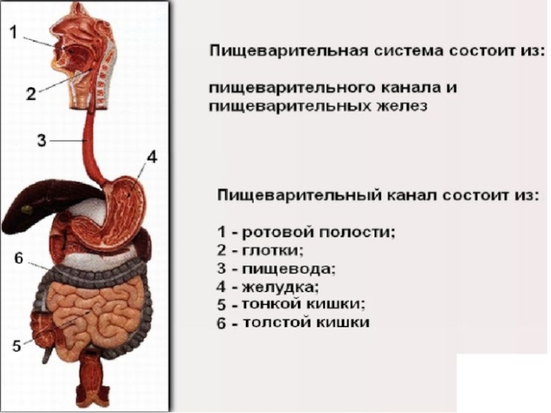 Презентация по биологии пищеварение в желудке и двенадцатиперстной кишки