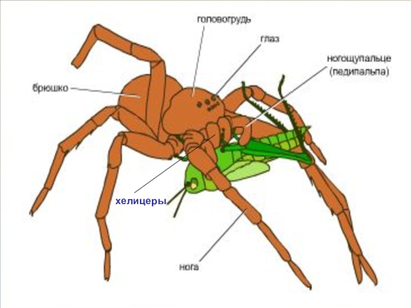 Хелицеры и педипальпы паука рисунок с подписями