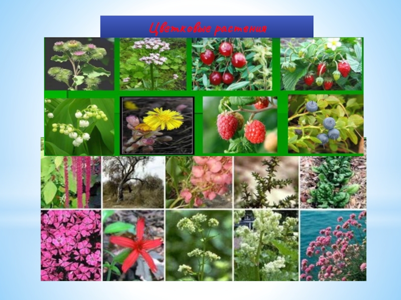 Название растения по фото онлайн бесплатно без регистрации определять на русском