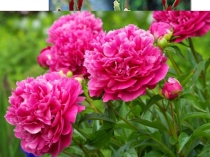 Презентация к уроку природоведения в 5 классе на тему :Декоративные растения