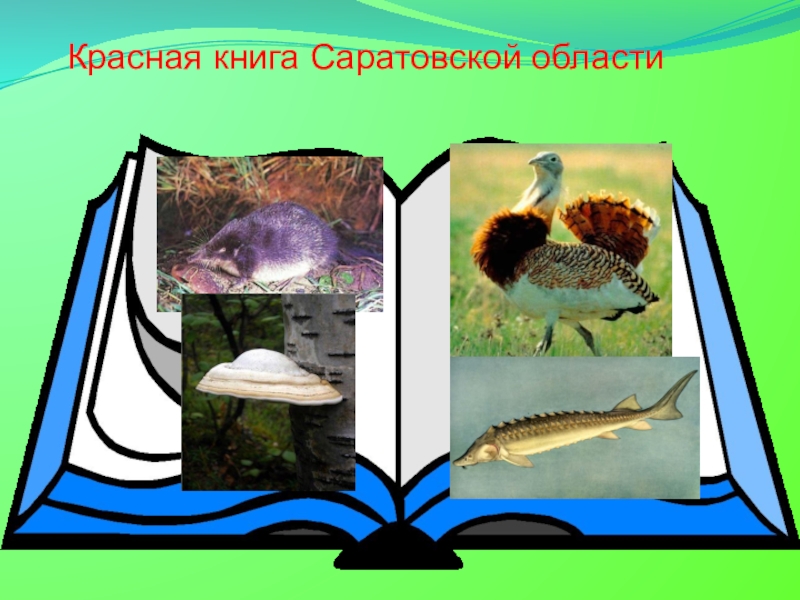 Красная книга саратовской. Лист животные красной книги Саратовской области. Красная книга Саратовской области рисунки. Животные красной книги Саратовской области фон. Животные красной книги Саратовской области фон для презентации.