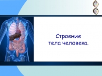 Презентация по окружающему миру  Строение тела человека ( 2 класс )