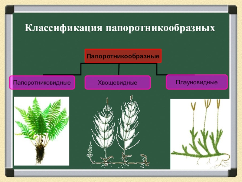 Сравнительная характеристика папоротникообразных