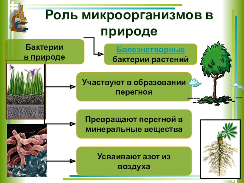 Роль человека в природе сообщение. Роль бактерий в природе. Роль микроорганизмов. Роль микробов в природе. Микроорганизмы в природе.