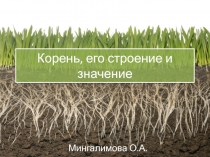 Презентация по биологии на тему Корень, его строение и значение.
