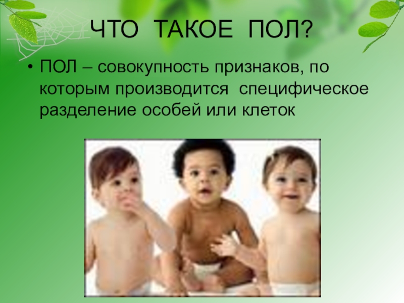 Совокупность полов. Пол. Пол это в биологии. Пол страницы. Что такое полисимбиоз.