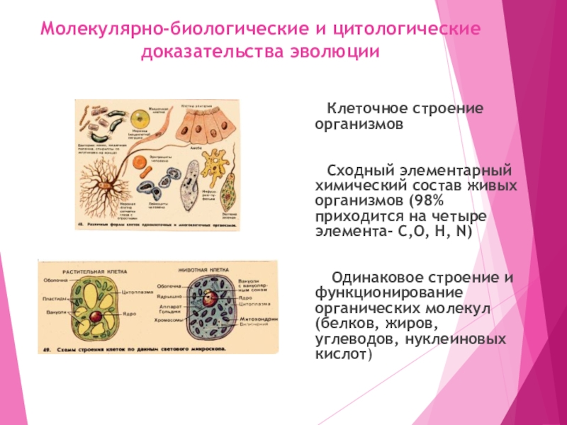 Доказательства клеточного строения. Молекулярно-биологические и цитологические доказательства эволюции. Цитологические доказательства эволюции кратко. Цитологические доказательства эволюции таблица. Таблица доказательства эволюции молекулярно биологические.