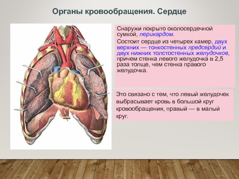 Органы кровообращения класс. Органы кровообращения сердце. Органный кровоток. Факты кровоснабжения сердца.