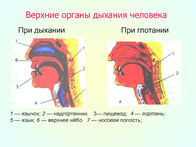 Во время глотания надгортанник