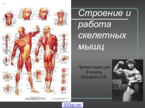 Презентация по биологии Работа мышц