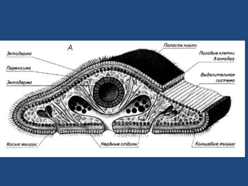 Стенка плоских червей. Поперечный разрез тела планарии. Поперечный срез планарии строение. Поперечный разрез тела белой планарии. Поперечный раздел тела белой планарии.