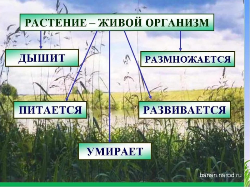 Окружающий мир 1 класс как живут растения презентация школа россии