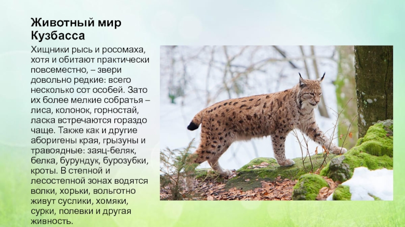 Где находится рысь. Животный мир Кузбасса. Животные обитающие в Кузбассе. Красная книга Кузбасса животные. Животный мир Кузбасса доклад.