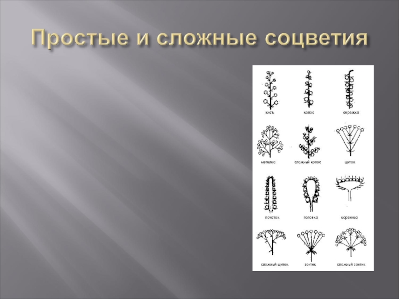 Подсолнух простой или сложный. Подсолнечник соцветие простое или сложное соцветие. Подсолнечник простое или сложное соцветие. Простые соцветия. Подсолнечник вид соцветия.