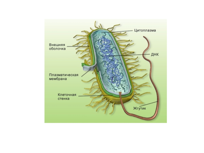 Картинки бактерии 5 класс биология