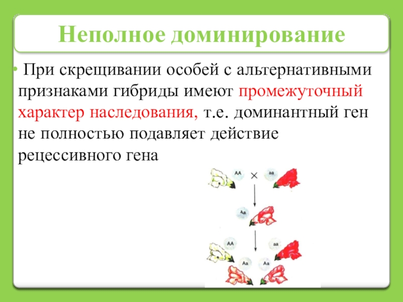 Анализирующее скрещивание неполное доминирование презентация 10 класс