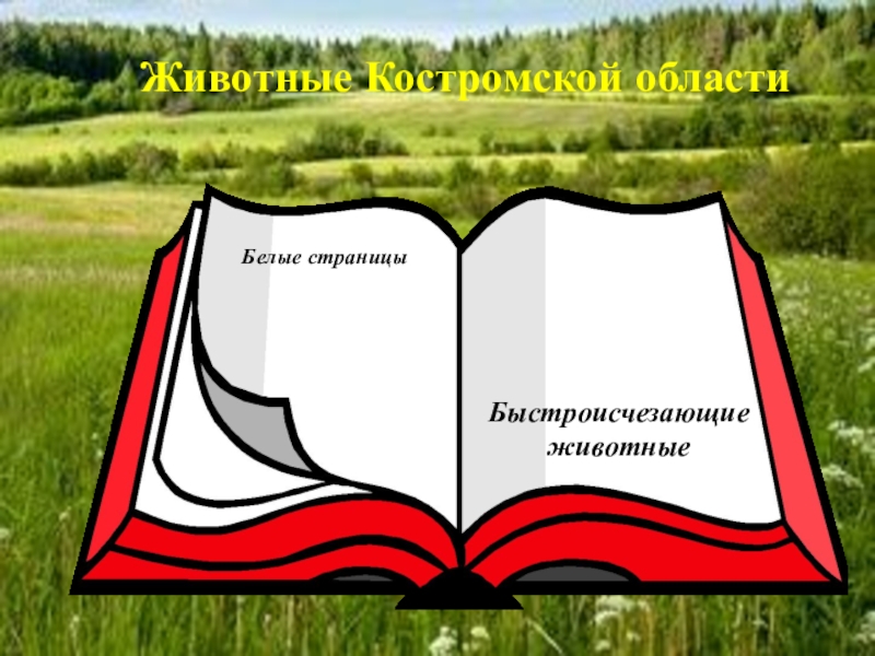 Животное из красной книги костромской области фото и описание