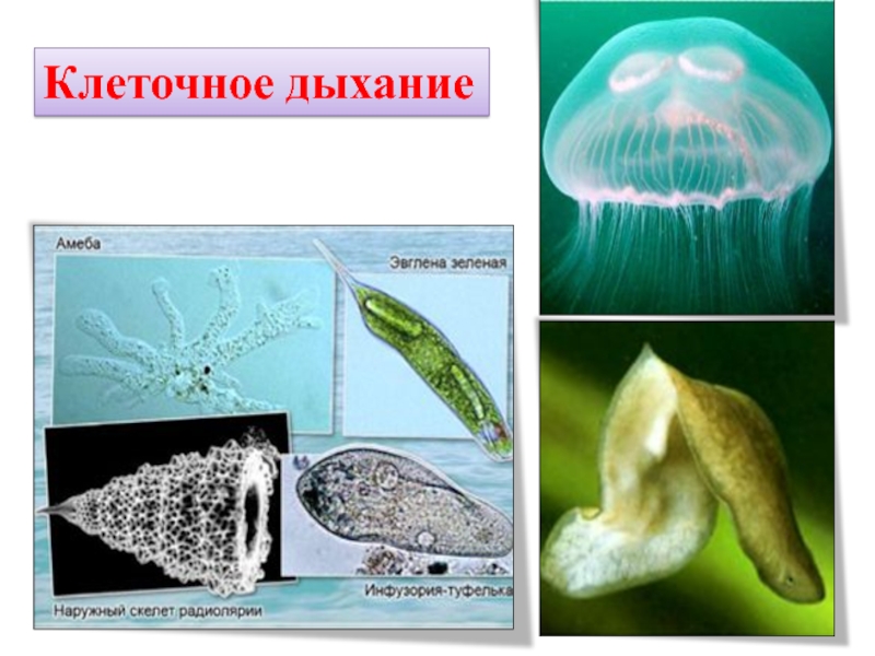 Дыхание клетки. Клеточный Тип дыхания. У каких организмов происходит клеточное дыхание. Клеточное дыхание это в биологии. Клеточное дыхание у кого.