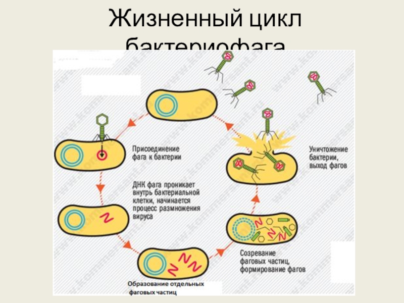 Жизненный цикл бактериофага схема