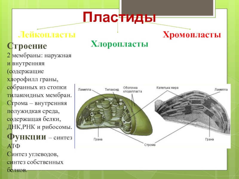 Соотнесите объекты с их обозначениями на рисунке наружная мембрана ламелла грана