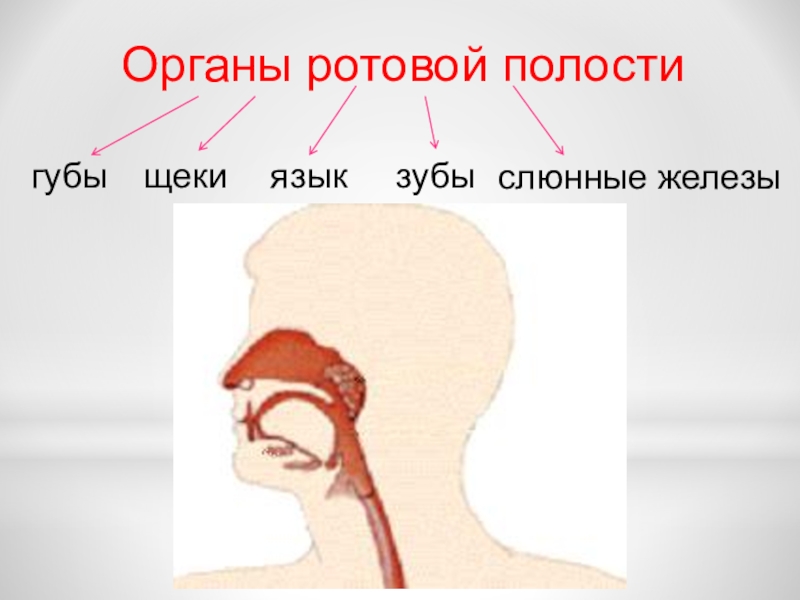 Полость рта презентация