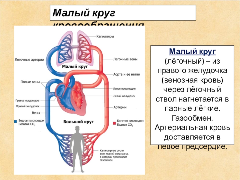 У млекопитающих малый круг кровообращения заканчивается в