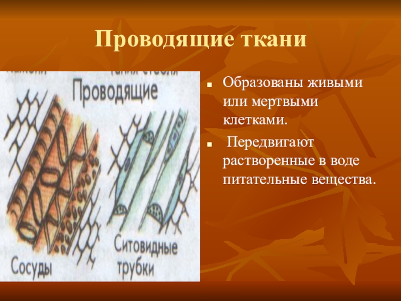 Ткани из мертвых клеток. Растительная ткань образованная живыми и мертвыми клетками. Ткани образованы мертвыми клетками. Образована мертвыми клетками. Ткань образована живыми и мертвыми клетками.