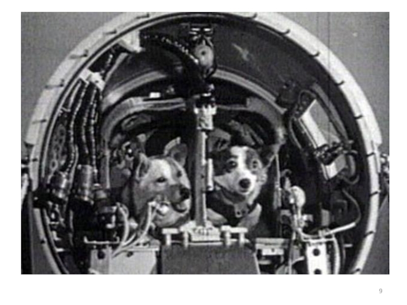 Первые собаки в космосе год. Корабль Восток белка и стрелка. Белка и стрелка полет в космос. Первый полет в космос белки и стрелки. 1960 Год космический корабль Восток белка и стрелка.
