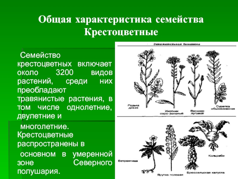 Общая характеристика растений. Крестоцветные растения характеристика. Крестоцветные характеристика. Семейство крестоцветных растений таблица. Крестоцветные общая характеристика.