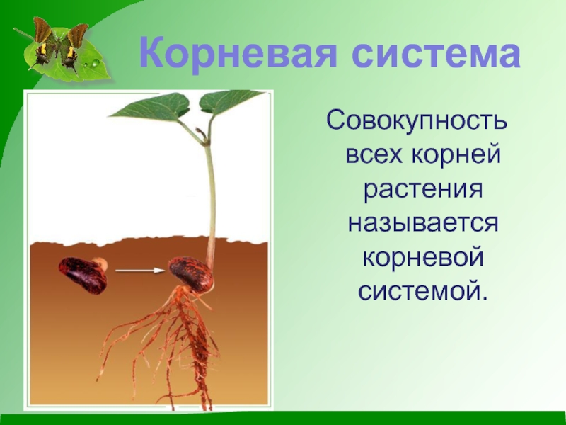 Биология 6 класс информация. Корень презентация. Презентация на тему корень растения. Корень растения биология.