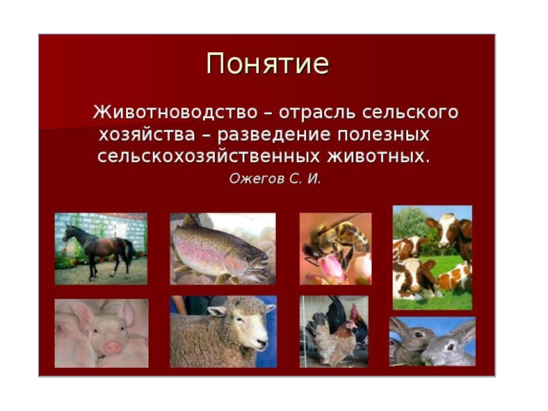 Каких животных разводят в московской области. Понятие животноводство. Животноводство презентация. Презентация отрасли животноводства. Проект отрасли животноводства.