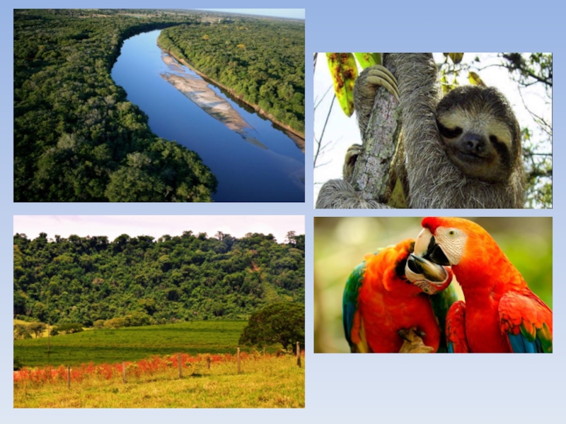 Обобщение южной америки. Растительность бразильского Плоскогорья. Южная Америка природа. Проект животный мир Южной Америки. Южная Америка природа и животные.