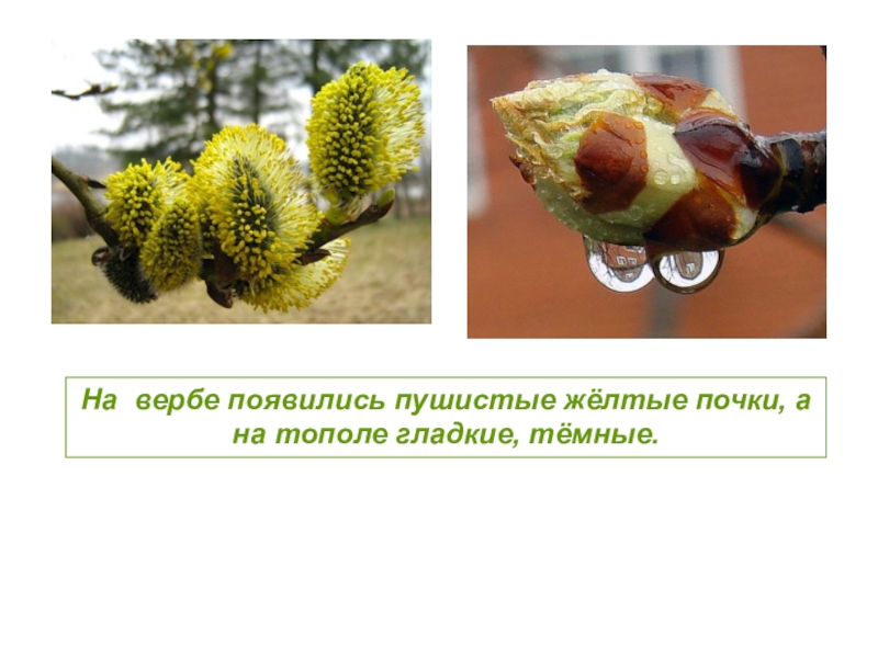 дерево верба сережки. крымская верба. желтые почки. ива трехтычинковая белотал. желтые почки.