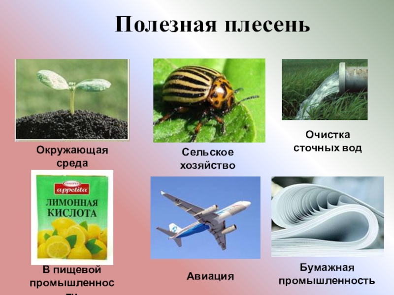 Плесень в пищевой промышленности. Чем полезна плесень для человека. Плесень в сельском хозяйстве. Полезная плесень для человека. Плесень в промышленности.