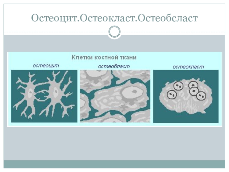 Остеоцит. Остеокласты костной ткани. Остеоциты остеобласты остеокласты. Клетки остеоциты.