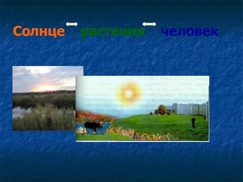 Солнце растения и мы презентация 3 класс. Солнце растения человек. Солнце растения и мы с вами презентация. Проект солнце и растение. Окружающий мир 3 класс солнце растения.