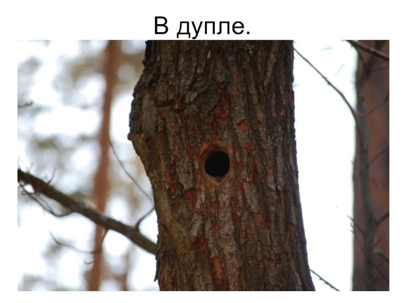 Укажите по фотографиям где чье дупло. Дупло. Дерево с дуплом. Дерево с дуплом д я белки. Дупло в лесу.