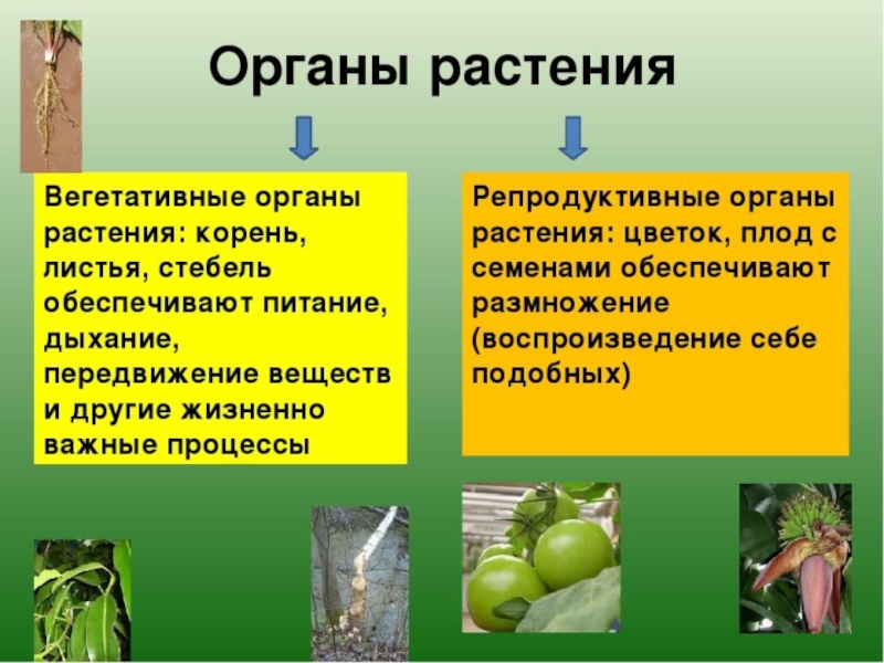 Плод это вегетативный. Вегетативные органы растений. Репродуктивные органы растений. Вегетативные и репродуктивные органы. Генеративные органы растений.