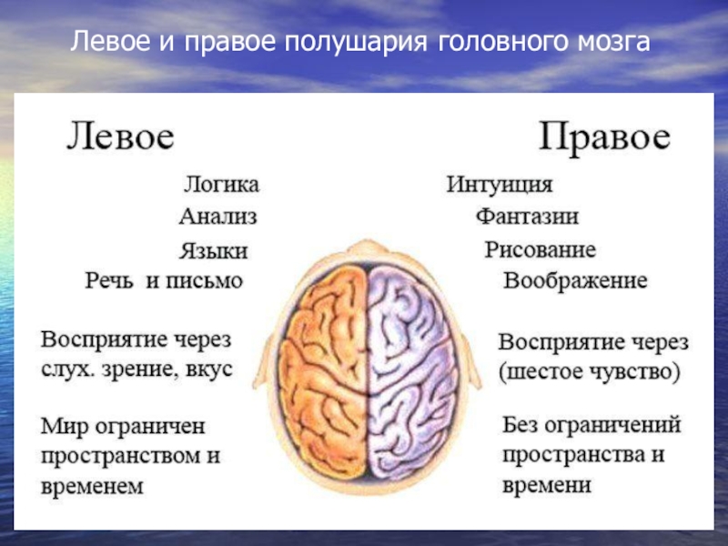 Реферат: Функциональная асимметрия полушарий головного мозга 2