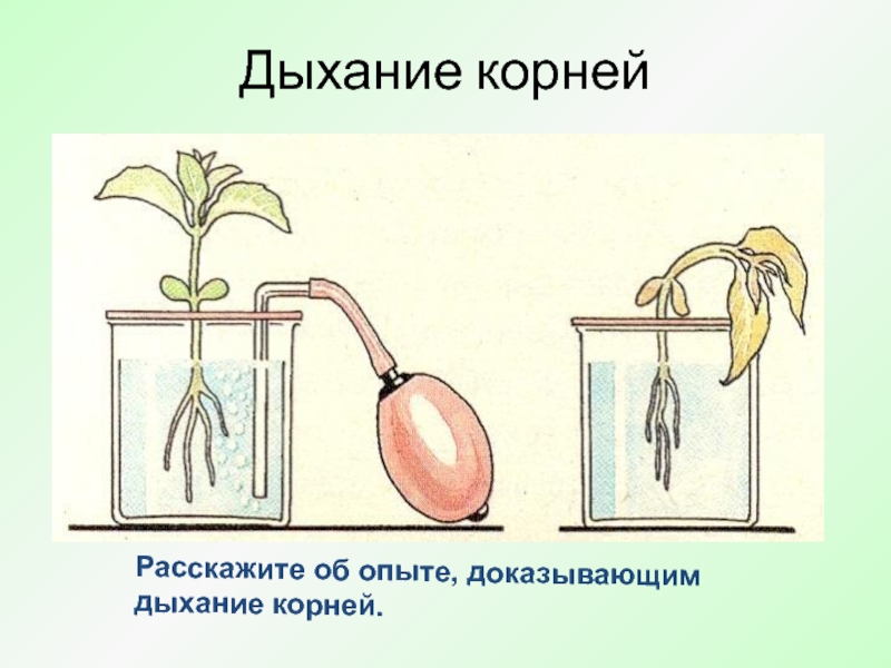 В изображенном на рисунке опыте экспериментатор поместил в колбу семена гороха и добавил воды