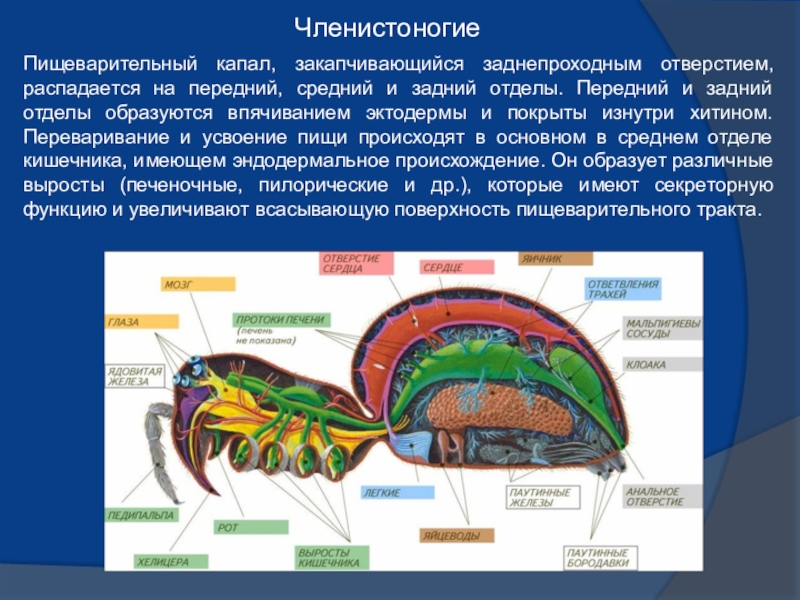 Какими отделами образована. Пищеварение беспозвоночных. Внутреннее строение беспозвоночных. Пищеварительная система беспозвоночных. Органы пищеварения у беспозвоночных.