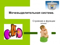 Презентация по биологии на тему выделительная система