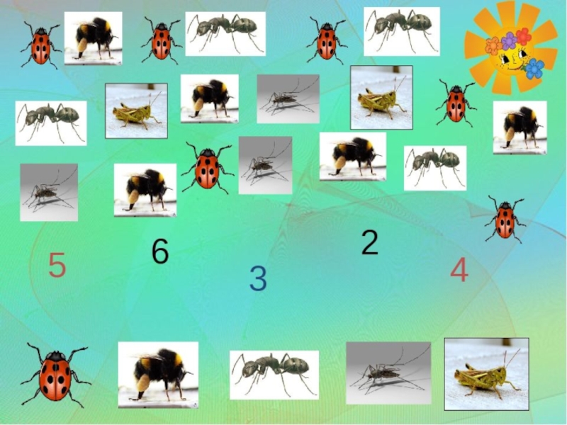 Презентация насекомые старшая группа