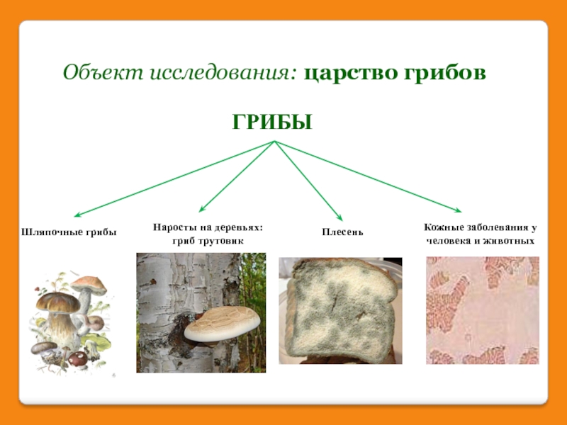 Объект исследования: царство грибовГРИБЫШляпочные грибыПлесеньНаросты на деревьях:гриб трутовик Кожные заболевания у человека и животных