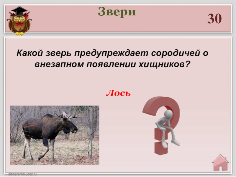 20 какого животного. Какой зверь предупреждает о сородичей внезапном появлении диких. Основу каких животных составляеттхитин. Какого зверя был 2013.