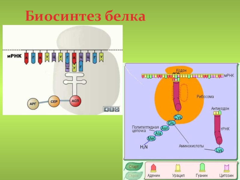 Названия этапов биосинтеза белка. Биосинтез белка 10 класс биология. Биосинтез белка на рибосоме. Биосинтез белка биология 11 класс. Схема биосинтеза белка в живой клетке.