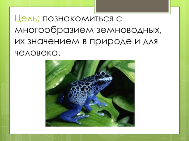 Разнообразие земноводных 8 класс. Роль земноводных. Роль земноводных для человека. Роль земноводных в природе. Роль амфибий в природе.