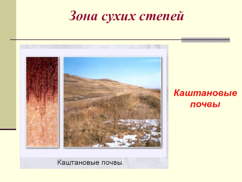 Какой тип почвы в степной зоне. Каштановые почвы степей России. Каштановые почвы зоны сухих степей. Почвенный профиль каштановых сухих степей. Пустыни каштановые почвы.
