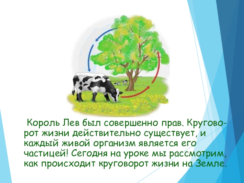 Великий круговорот жизни презентация 3 класс. Проект Великий круговорот жизни. Великий круговорот жизни текст небольшой. Проект по русскому языку 3 класс Великий круговорот жизни. Написать проект на тему Великий круговорот жизни.