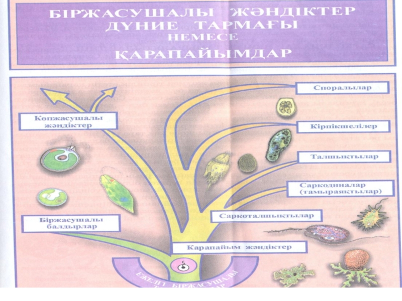 Тірі ағзаларды микроскопиялық зерттеу 5 сынып презентация